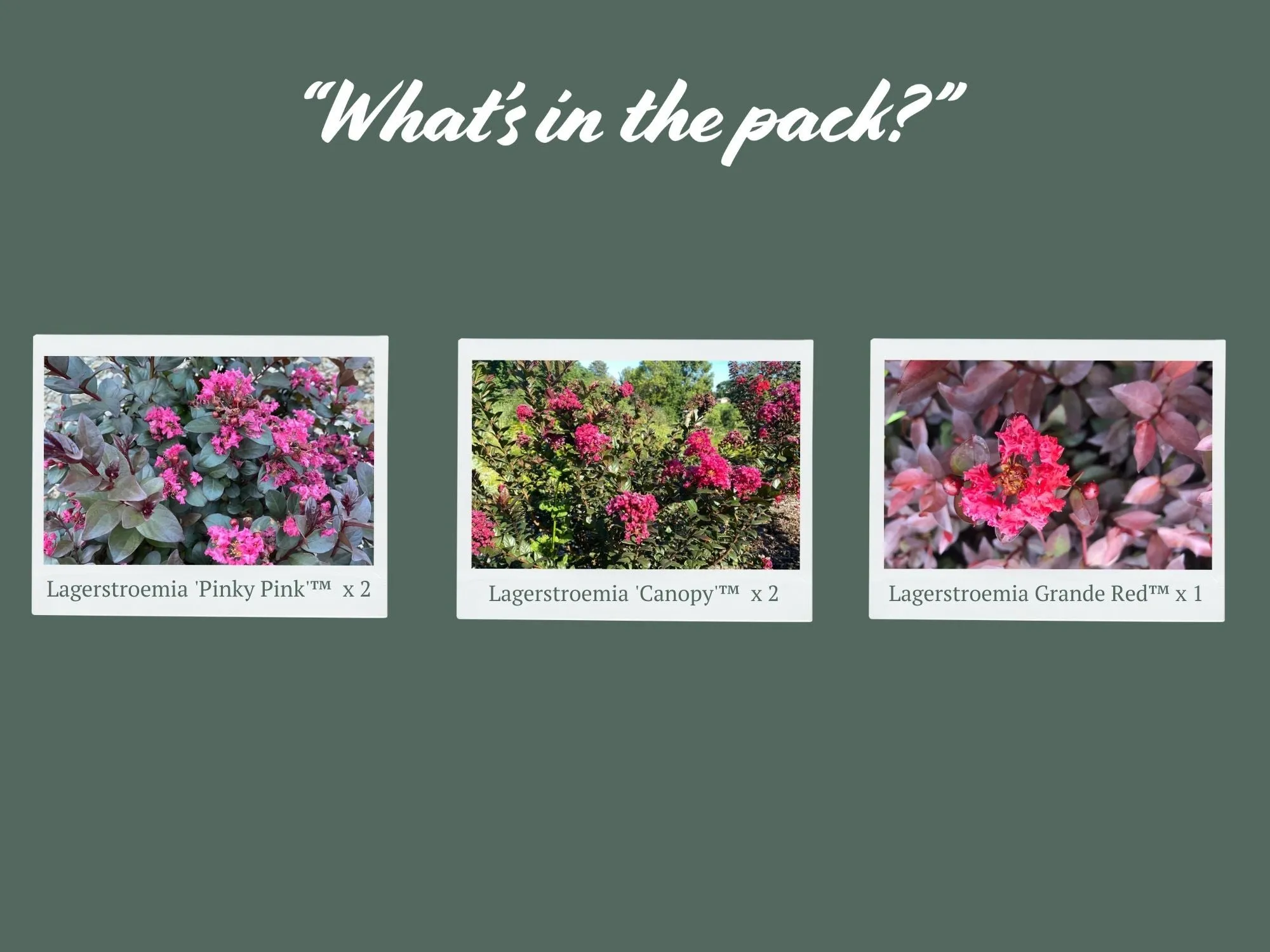 Assorted Pack of Crepe Myrtle