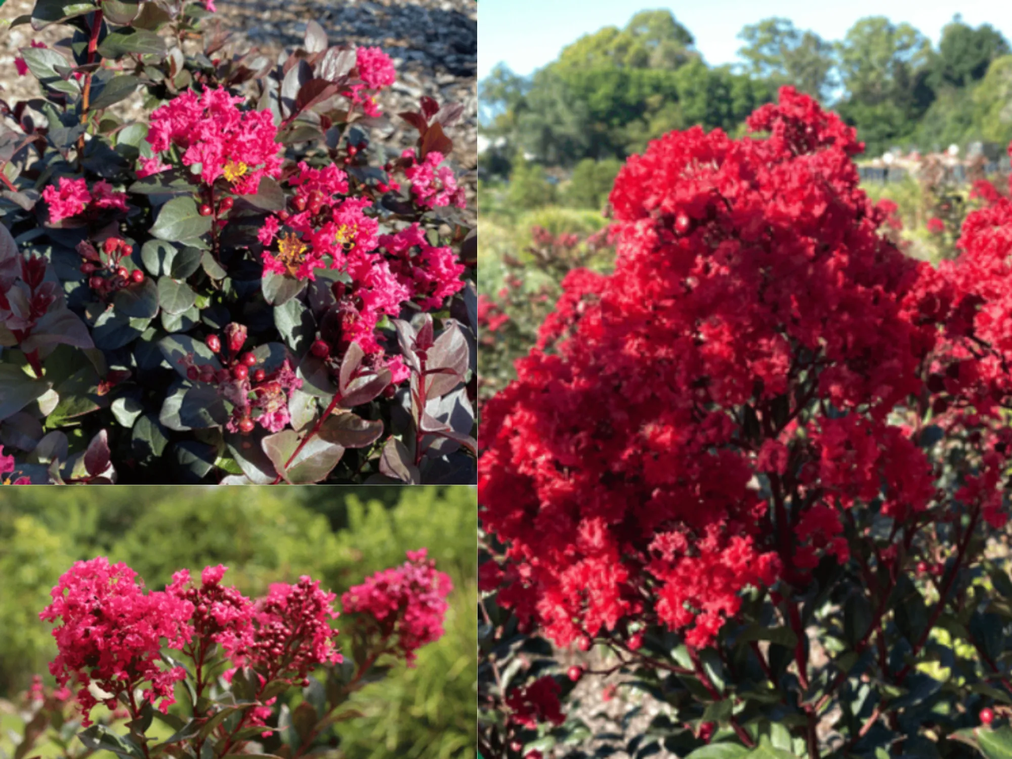 Assorted Pack of Crepe Myrtle