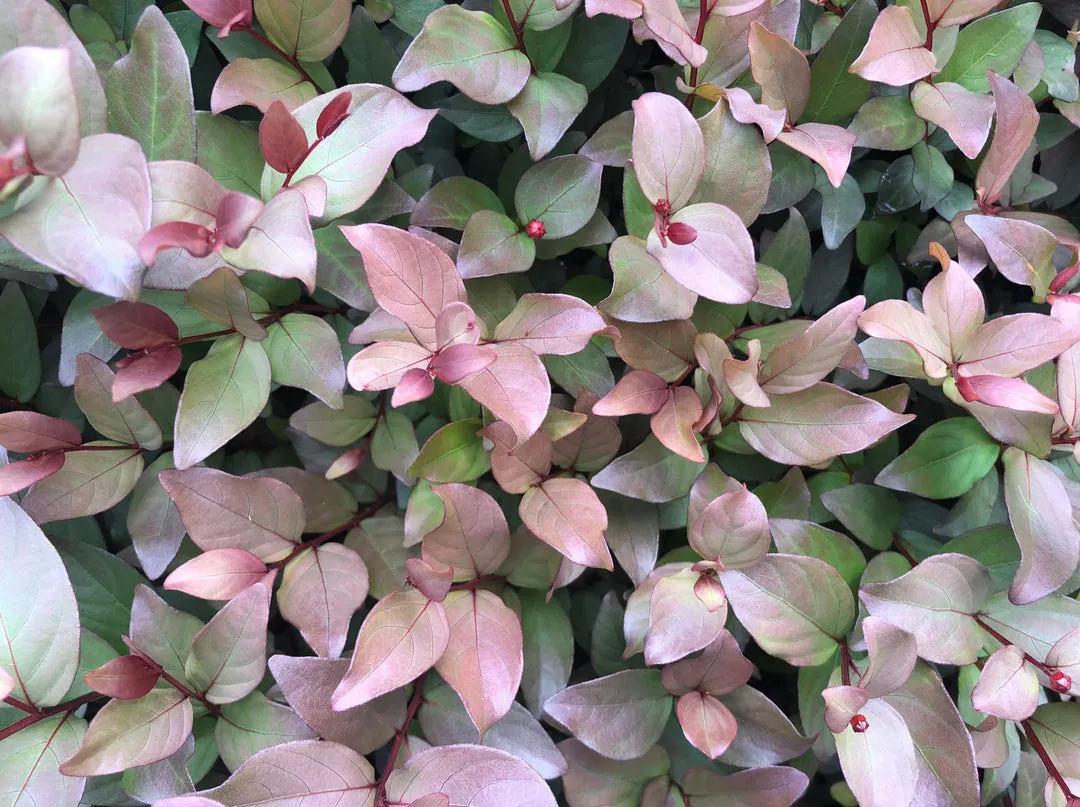 Assorted Pack of Crepe Myrtle