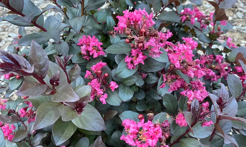 Assorted Pack of Crepe Myrtle