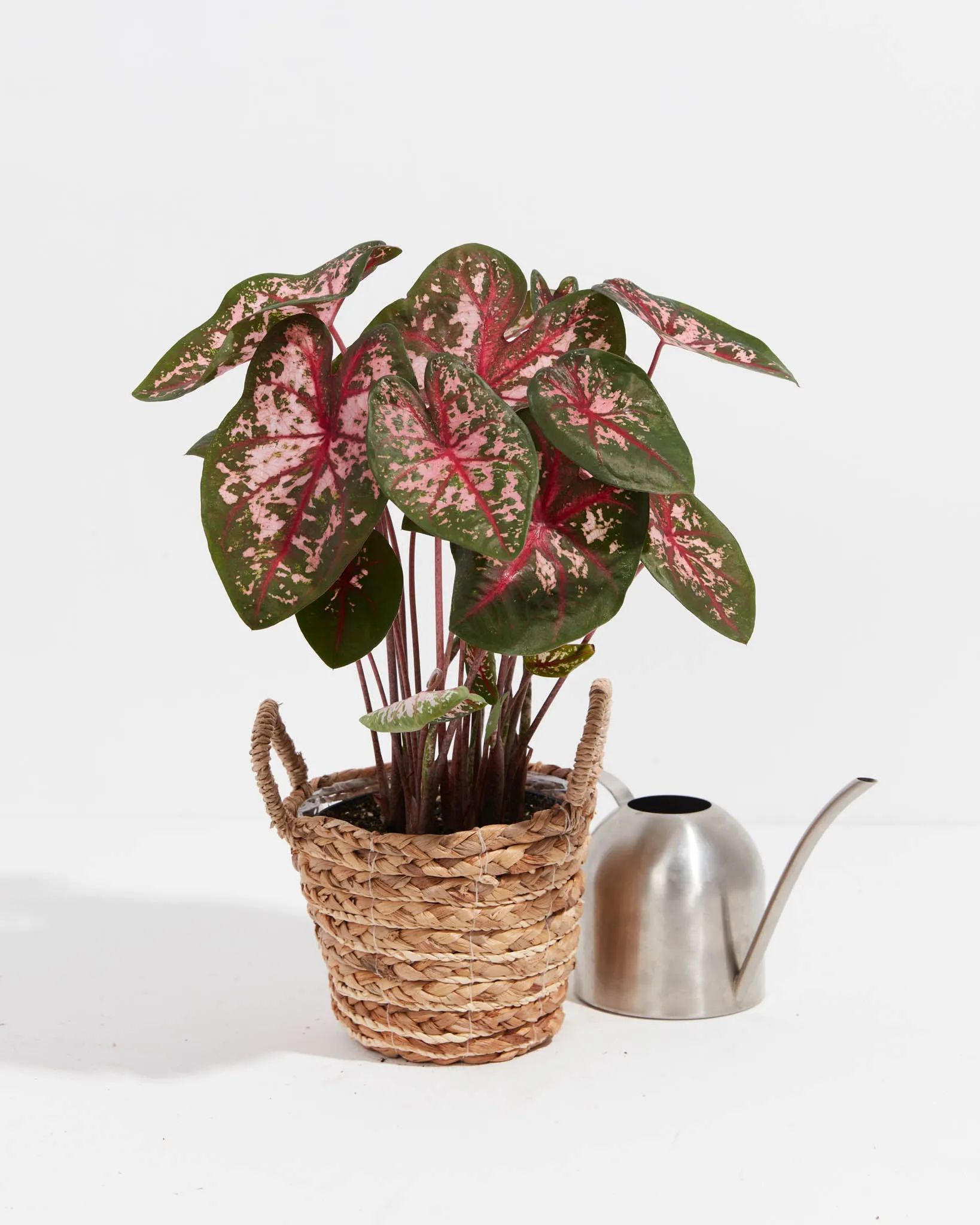 Carolyn Whorton Lipstick Pink Premium Caladium Bulbs