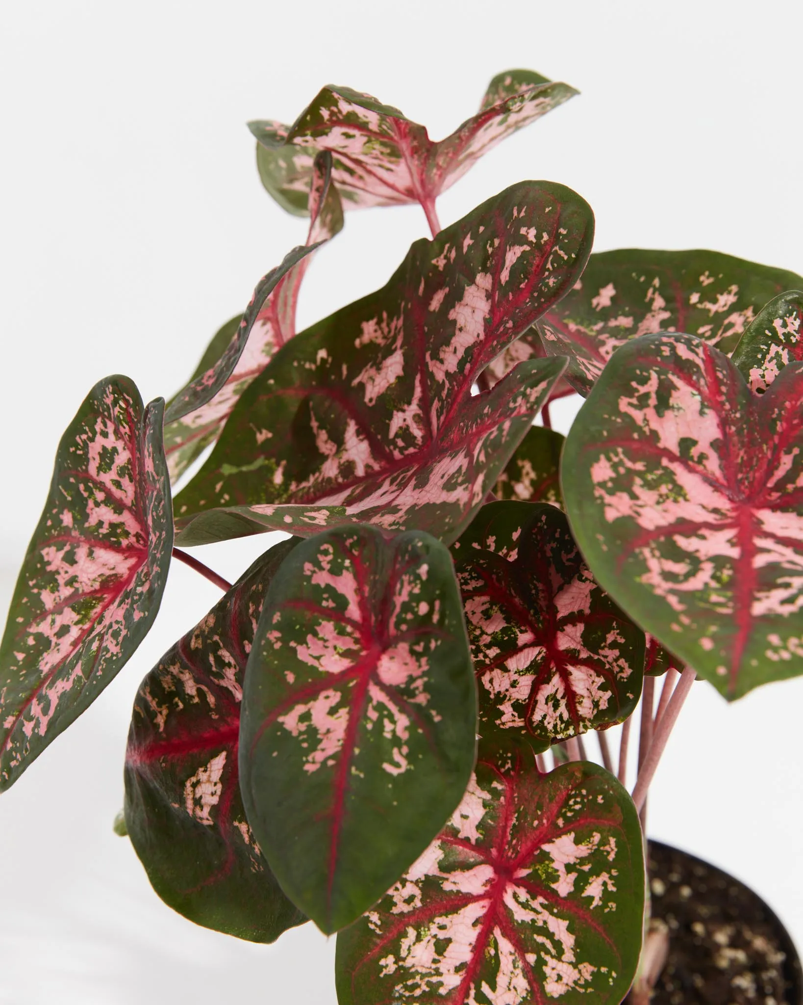 Carolyn Whorton Lipstick Pink Premium Caladium Bulbs