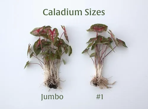 Carolyn Whorton Lipstick Pink Premium Caladium Bulbs
