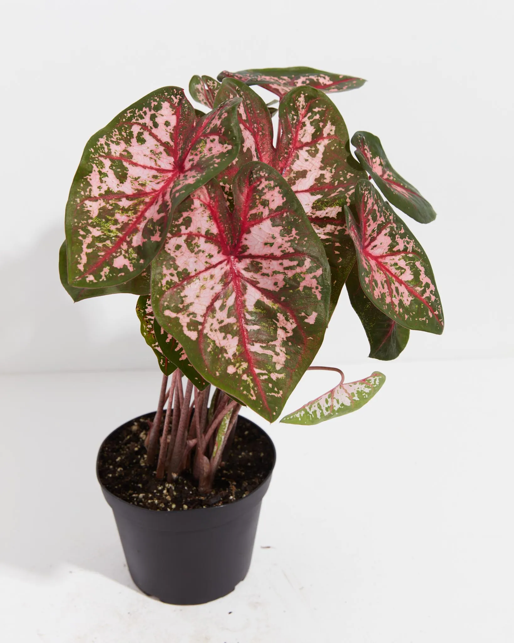 Carolyn Whorton Lipstick Pink Premium Caladium Bulbs