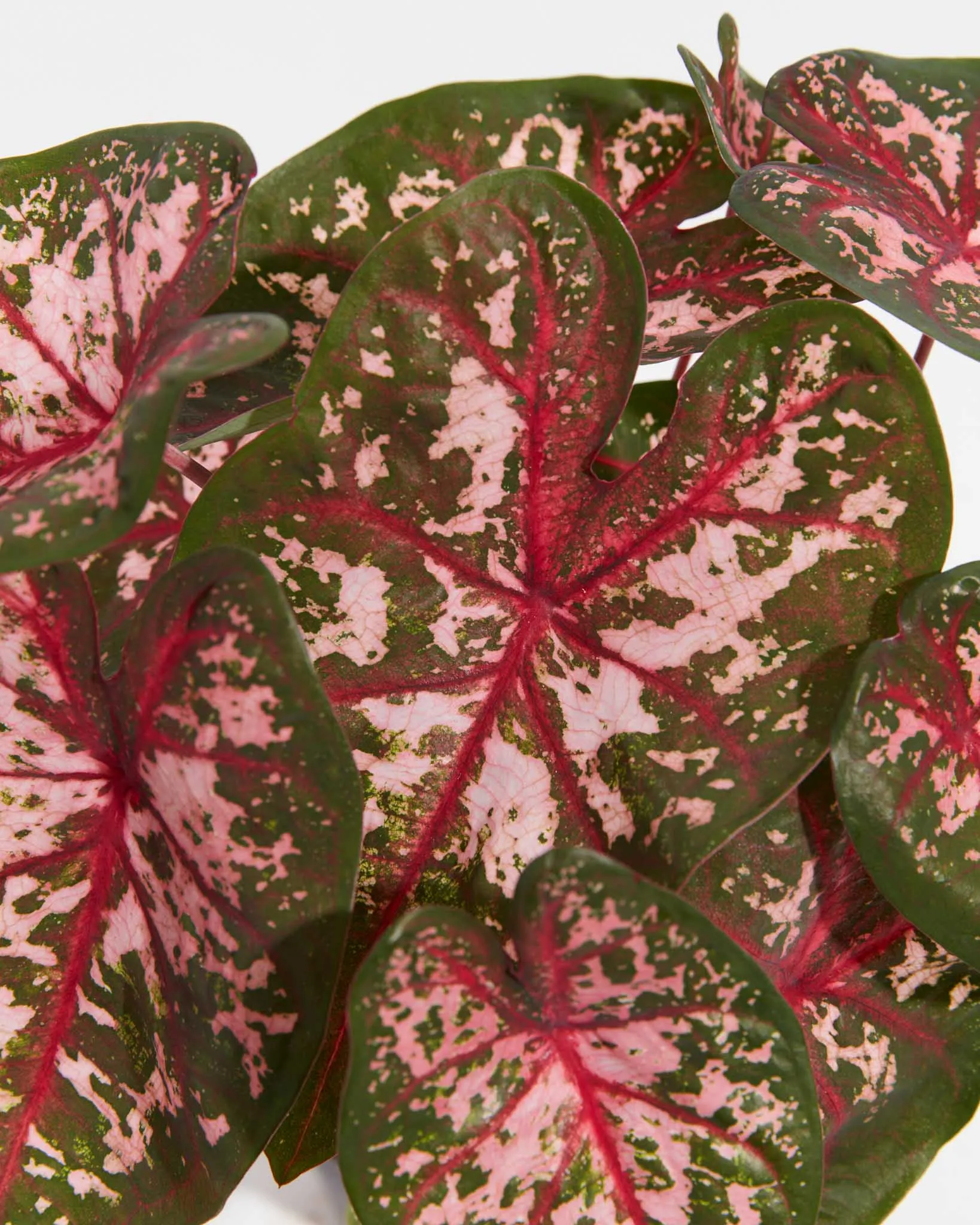 Carolyn Whorton Lipstick Pink Premium Caladium Bulbs